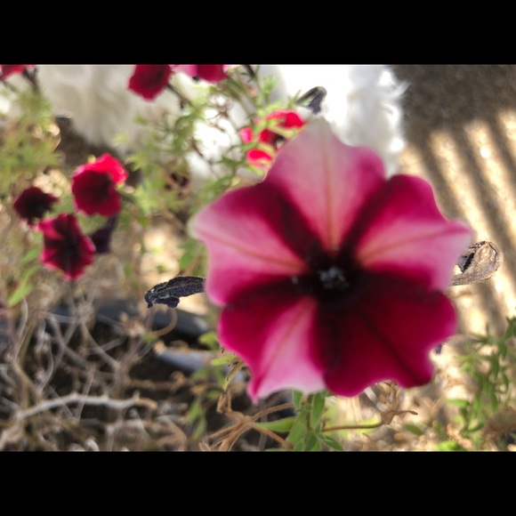 Meet your Posher, Brends - Picture 1 of 1